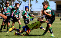 Tigers green v Blackwater under 9's